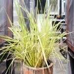rice_yellow dwarf